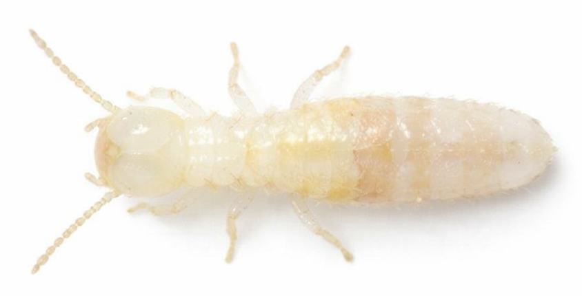 ダイコクシロアリの職アリ_横