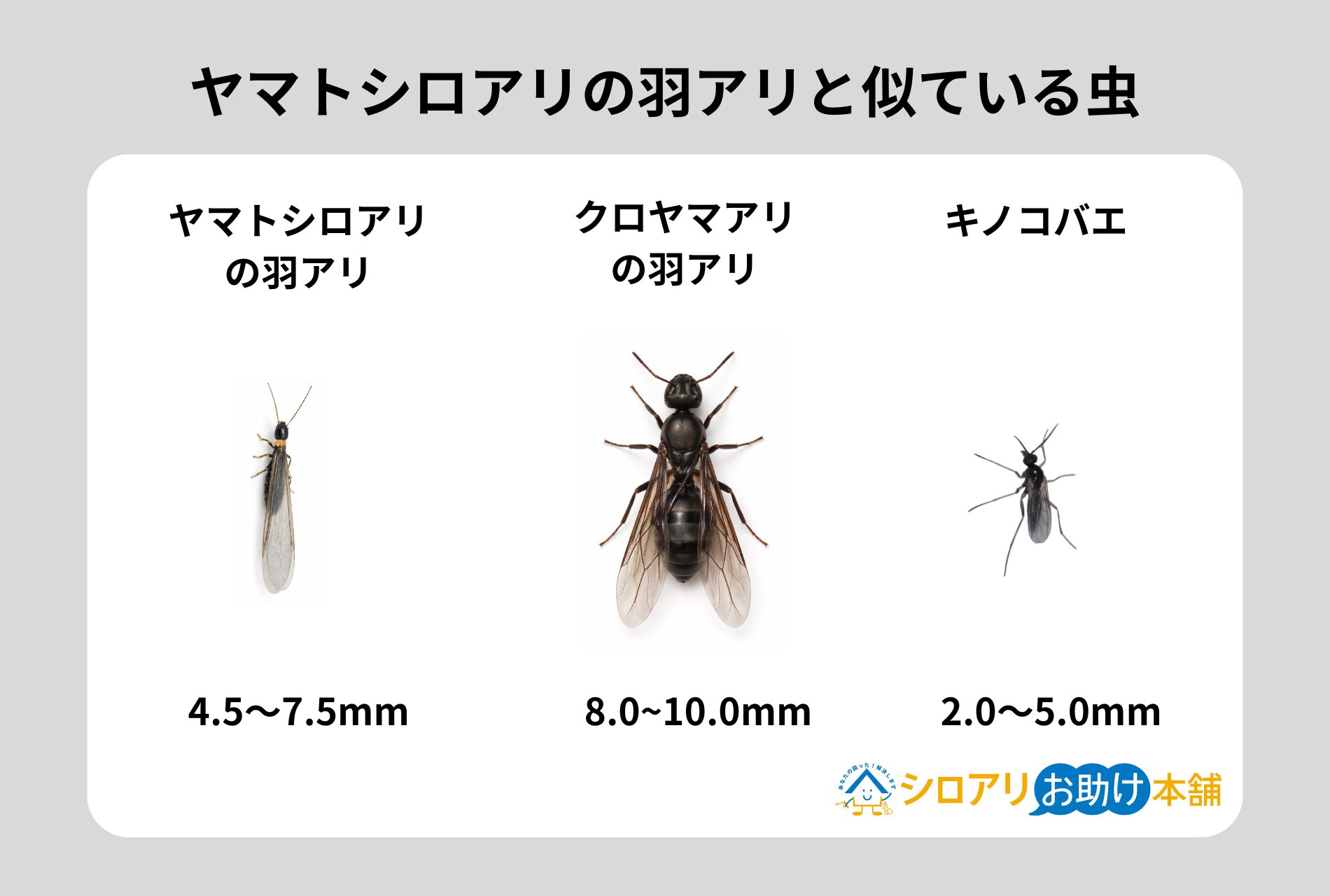 ヤマトシロアリの羽アリと似ている虫
