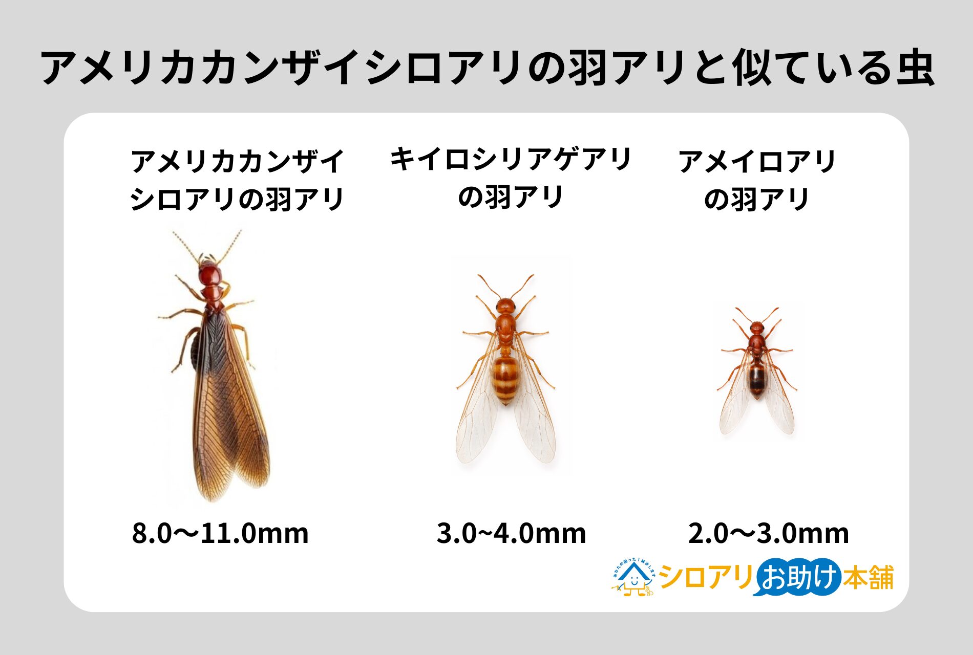 アメリカカンザイシロアリの羽アリと似ている虫