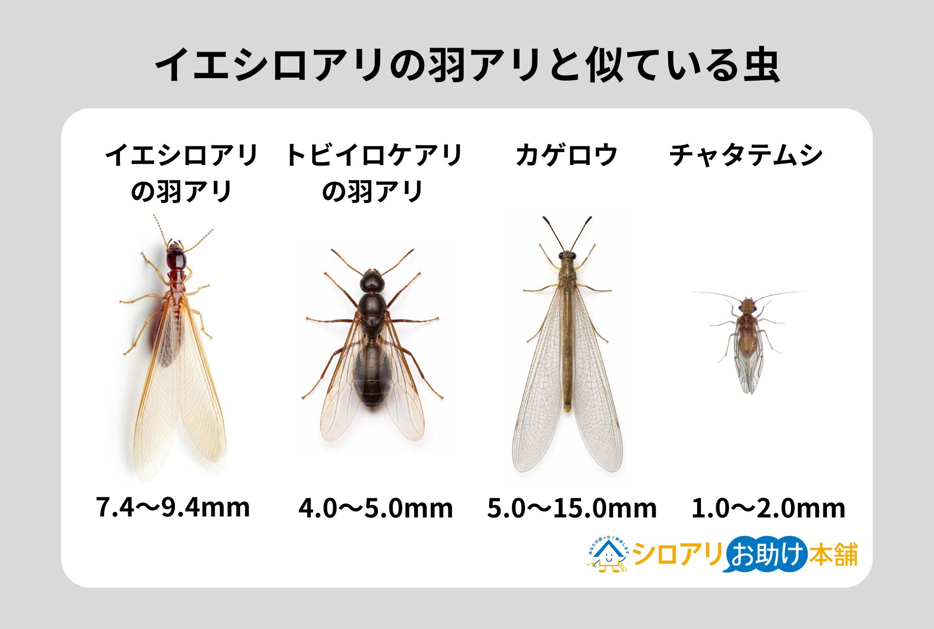 イエシロアリの羽アリと似ている虫
