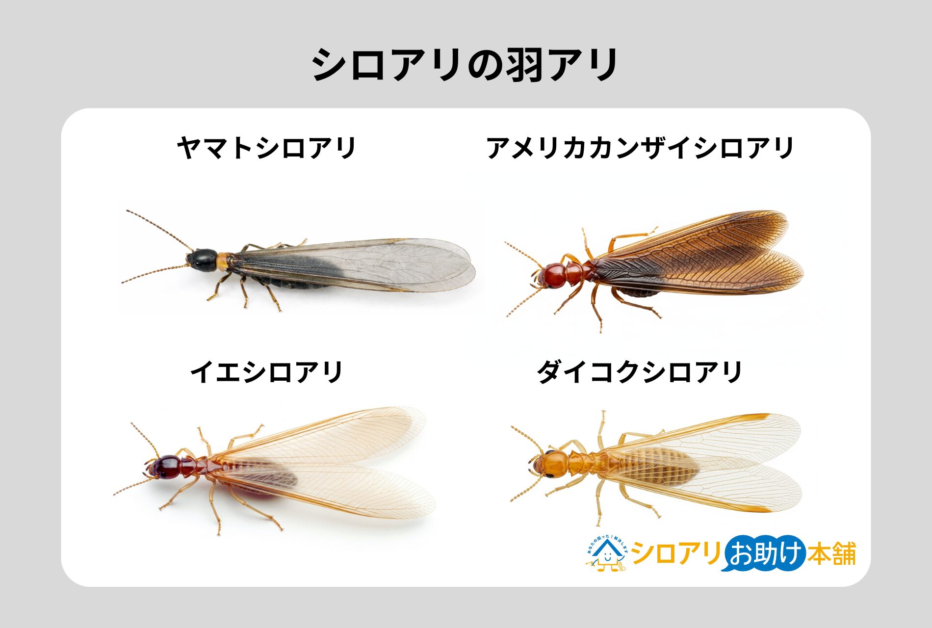 シロアリの羽アリ