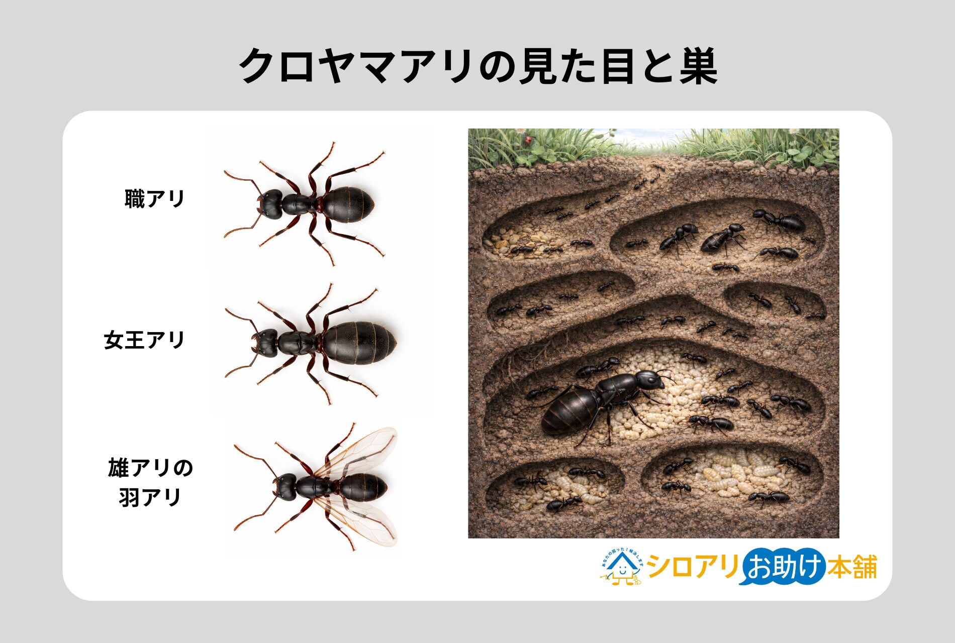 クロヤマアリの見た目と巣