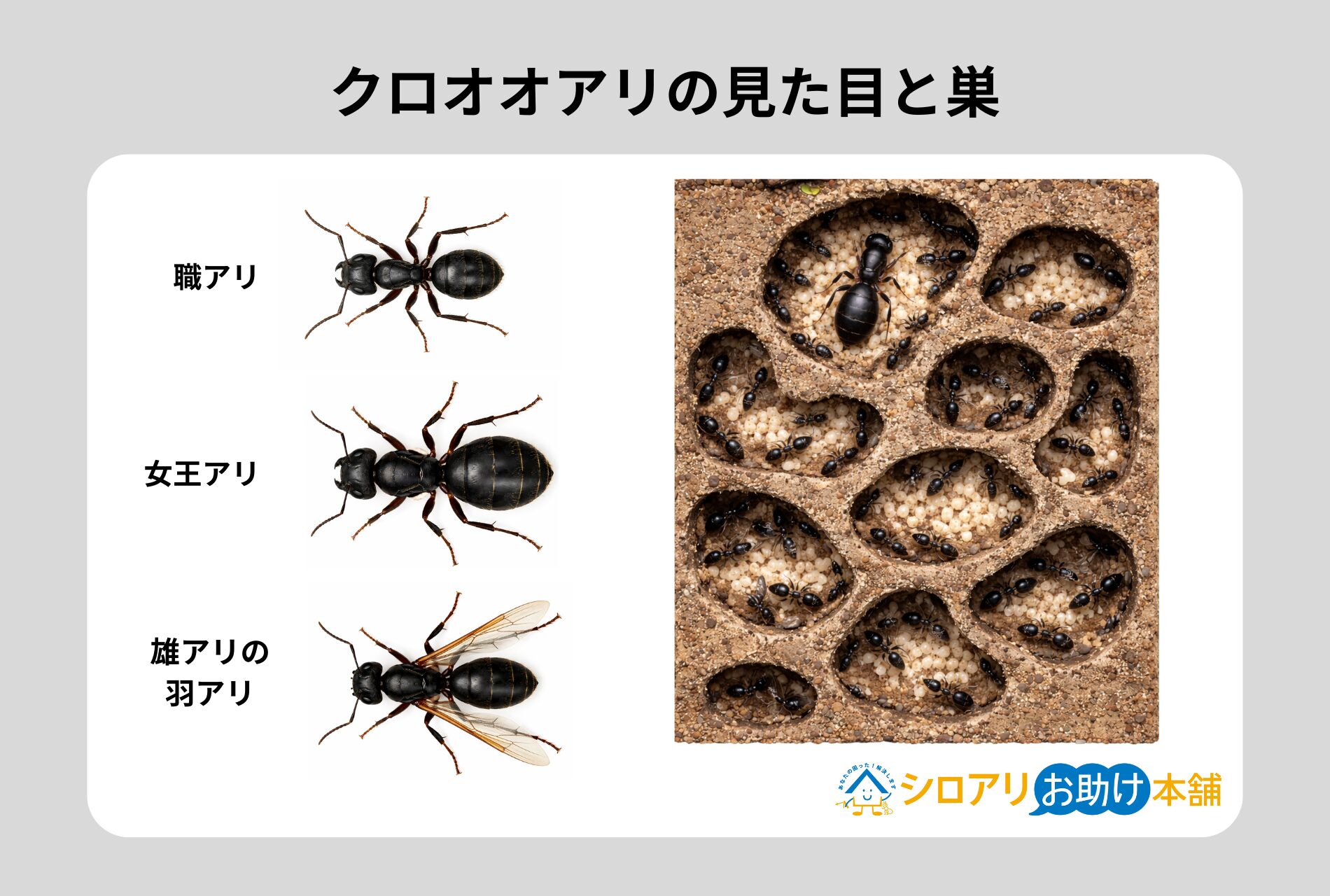 クロオオアリの見た目と巣