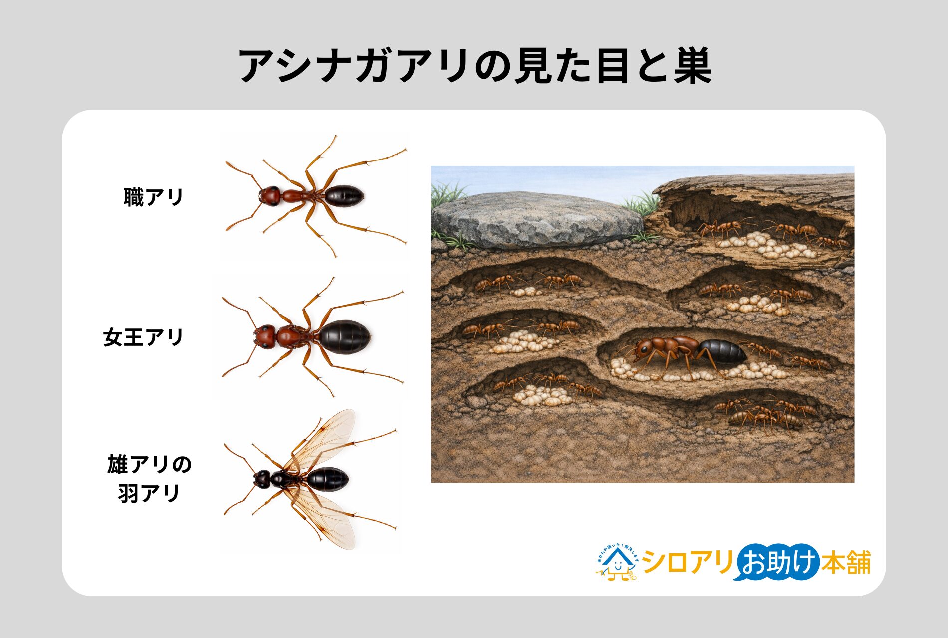 アシナガアリの見た目と巣