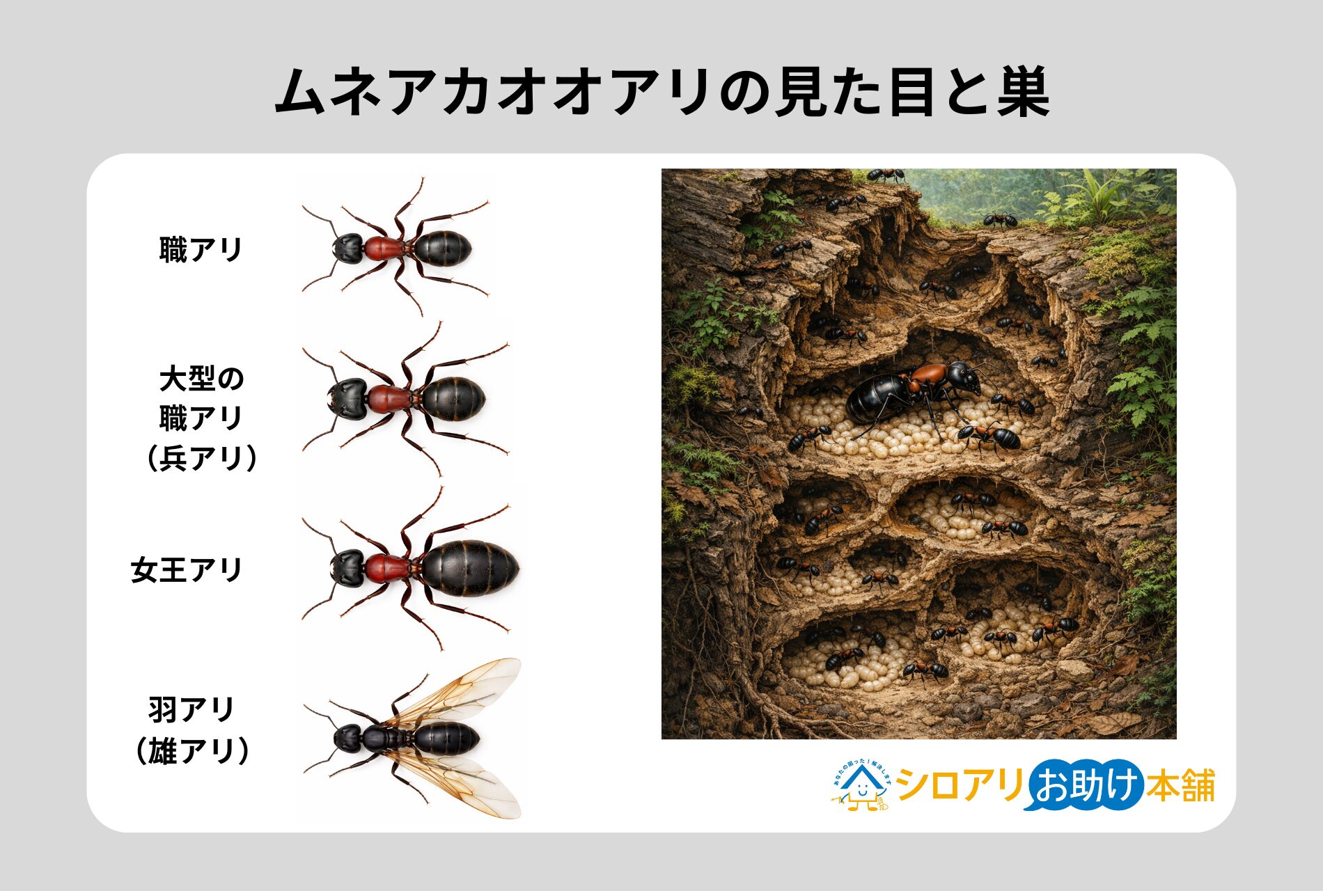 ムネアカオオアリの見た目と巣