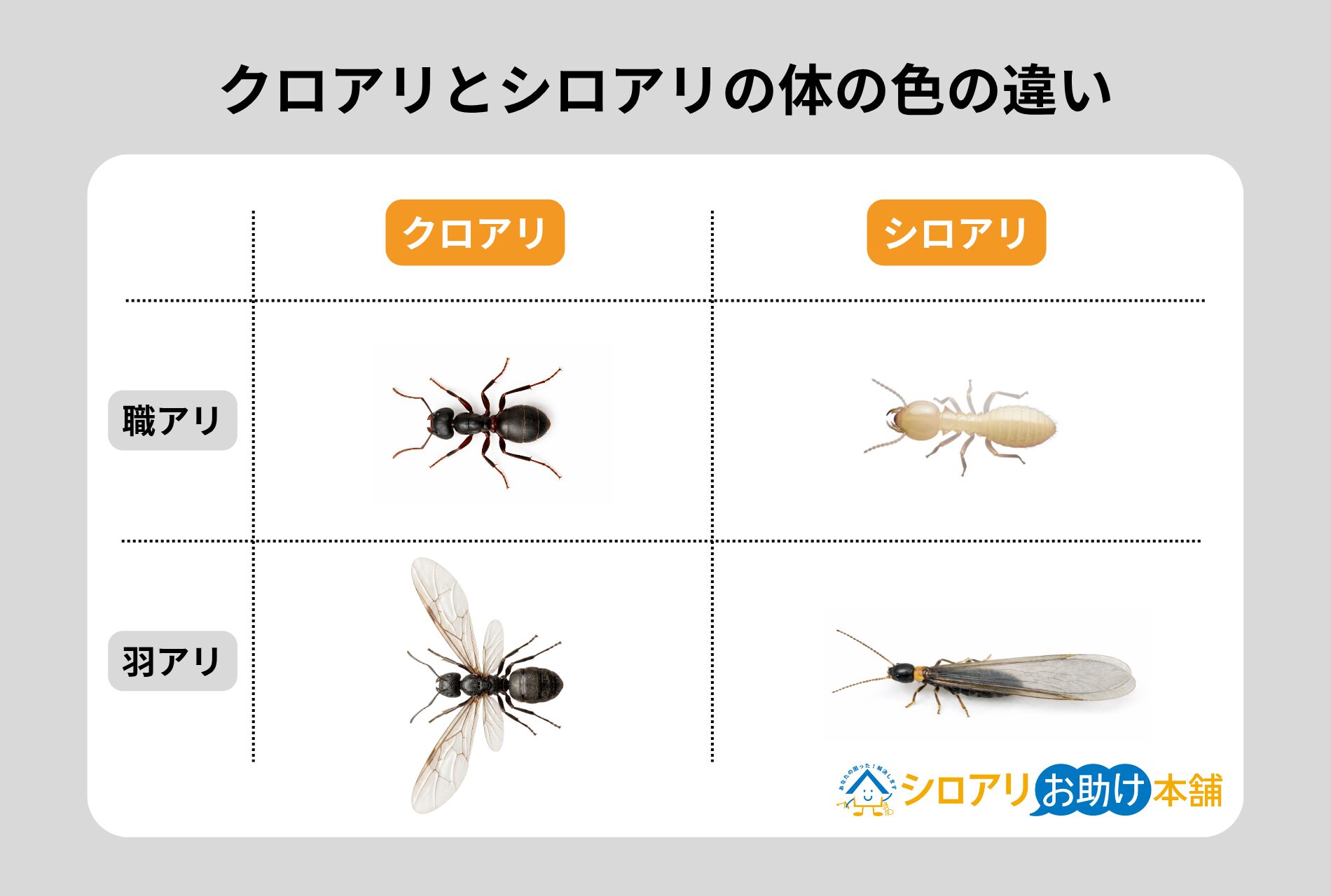 クロアリとシロアリの体の色の違い