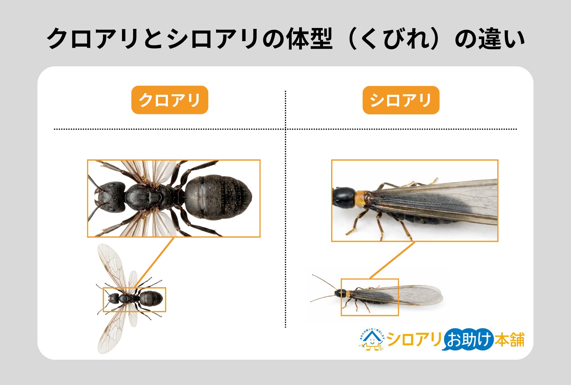 クロアリとシロアリの体型（くびれ）の違い