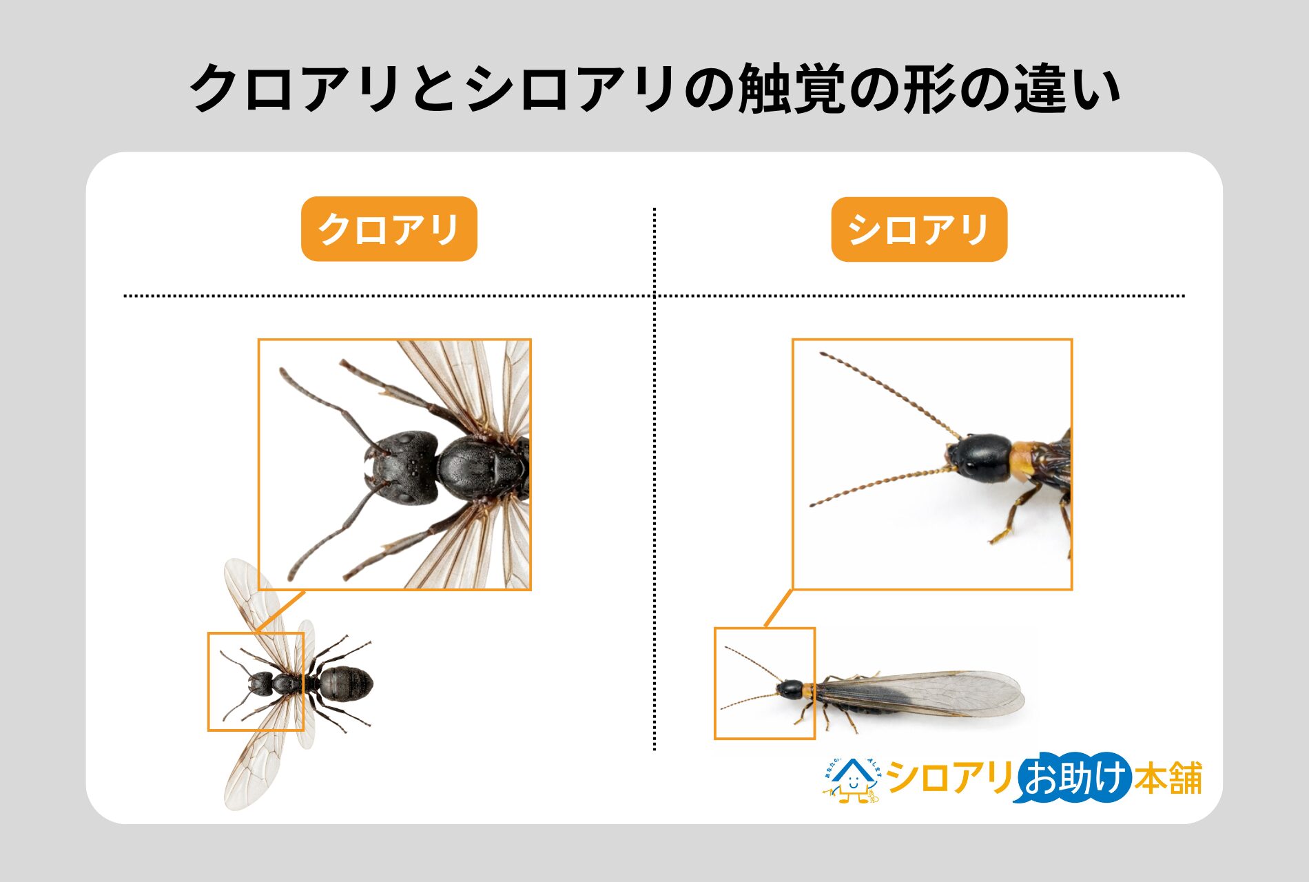 クロアリとシロアリの触角の形の違い