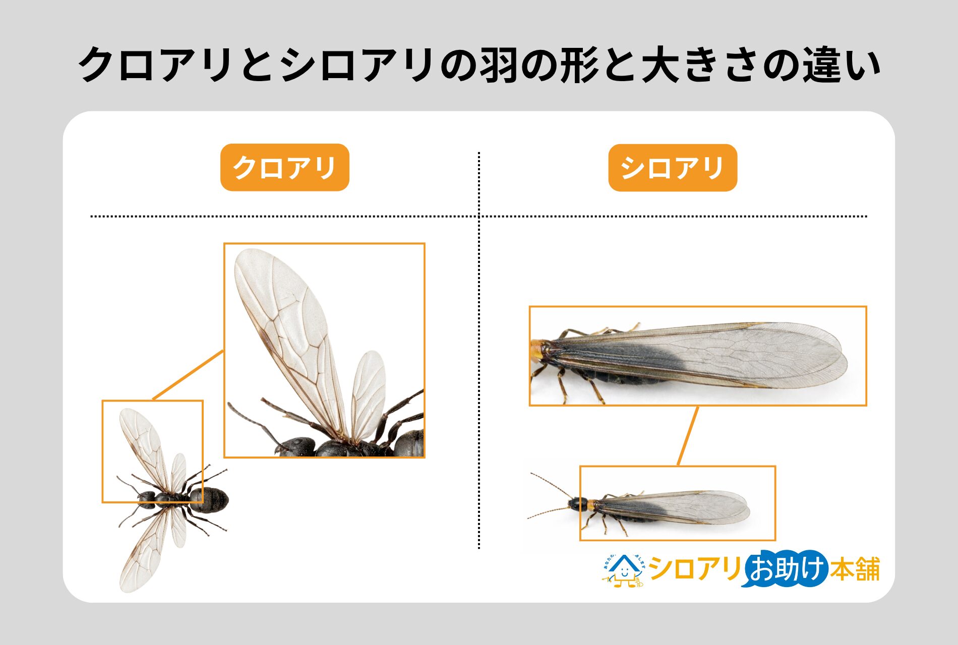 クロアリとシロアリの羽の形と大きさの違い