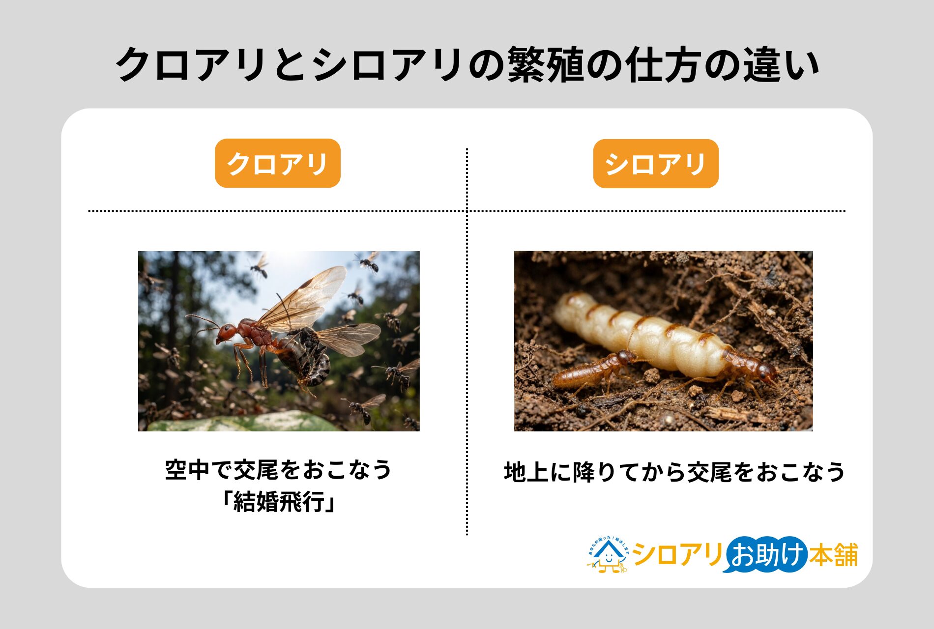 クロアリとシロアリの繁殖の仕方の違い