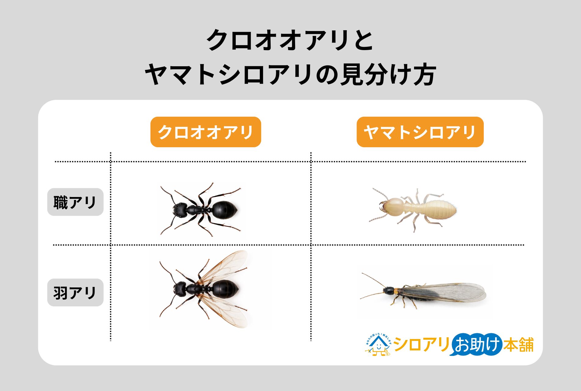 クロアリとシロアリの見分け方