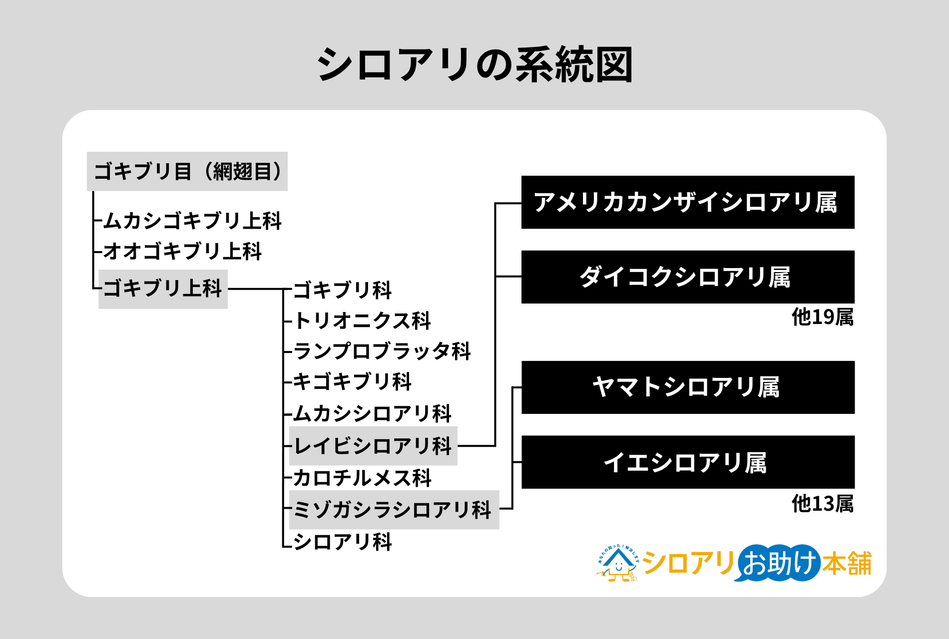 シロアリの系統図