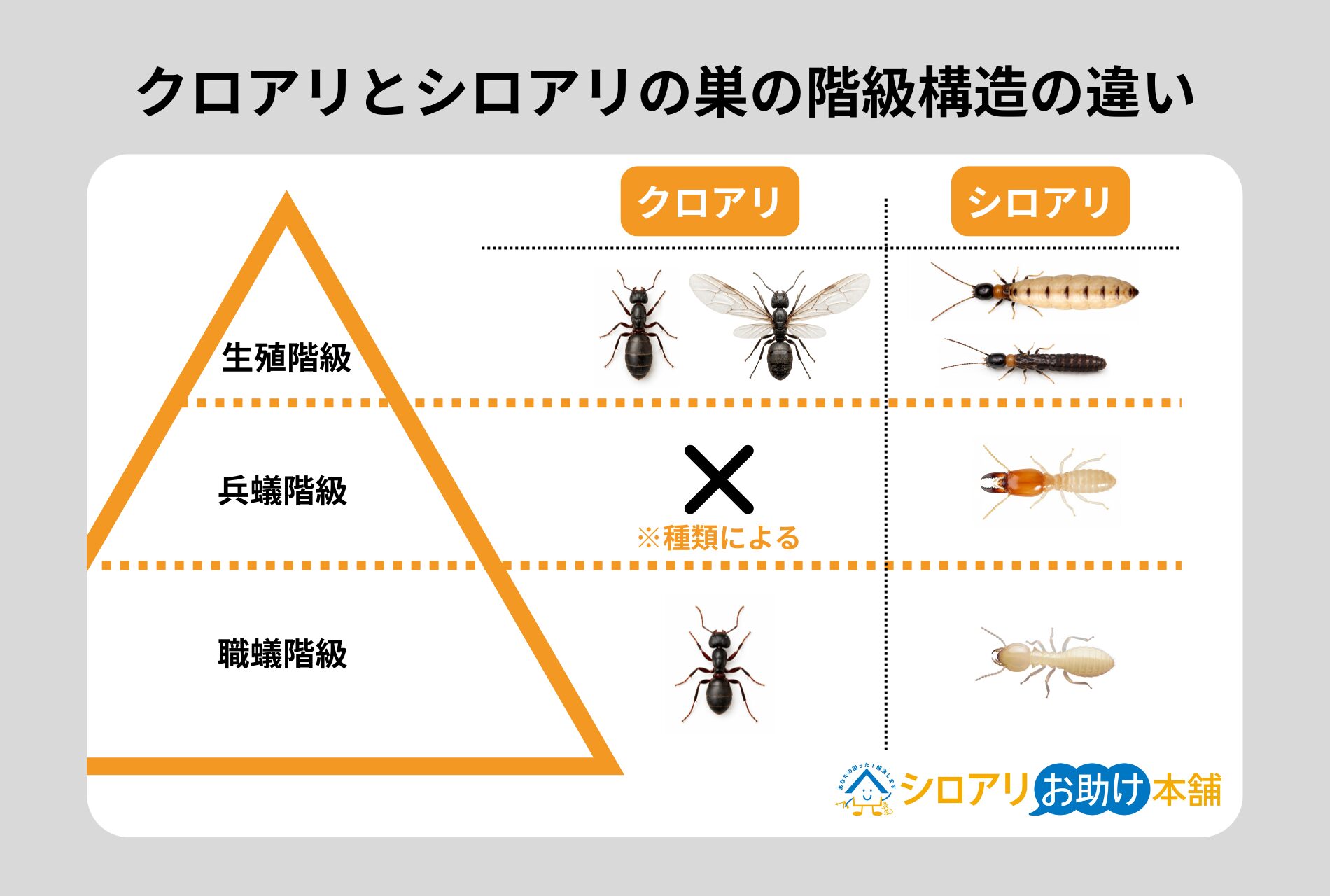 クロアリとシロアリの巣の階級構造の違い