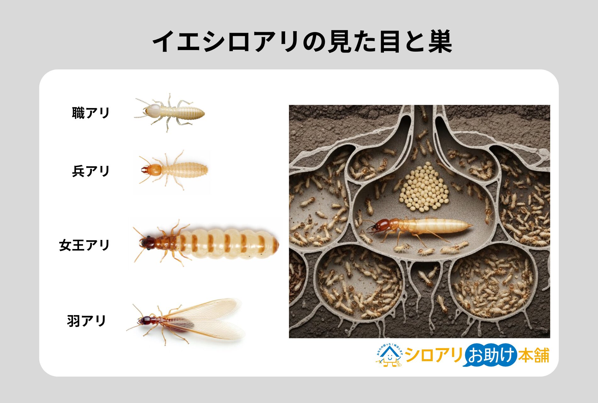 イエシロアリの見た目と巣