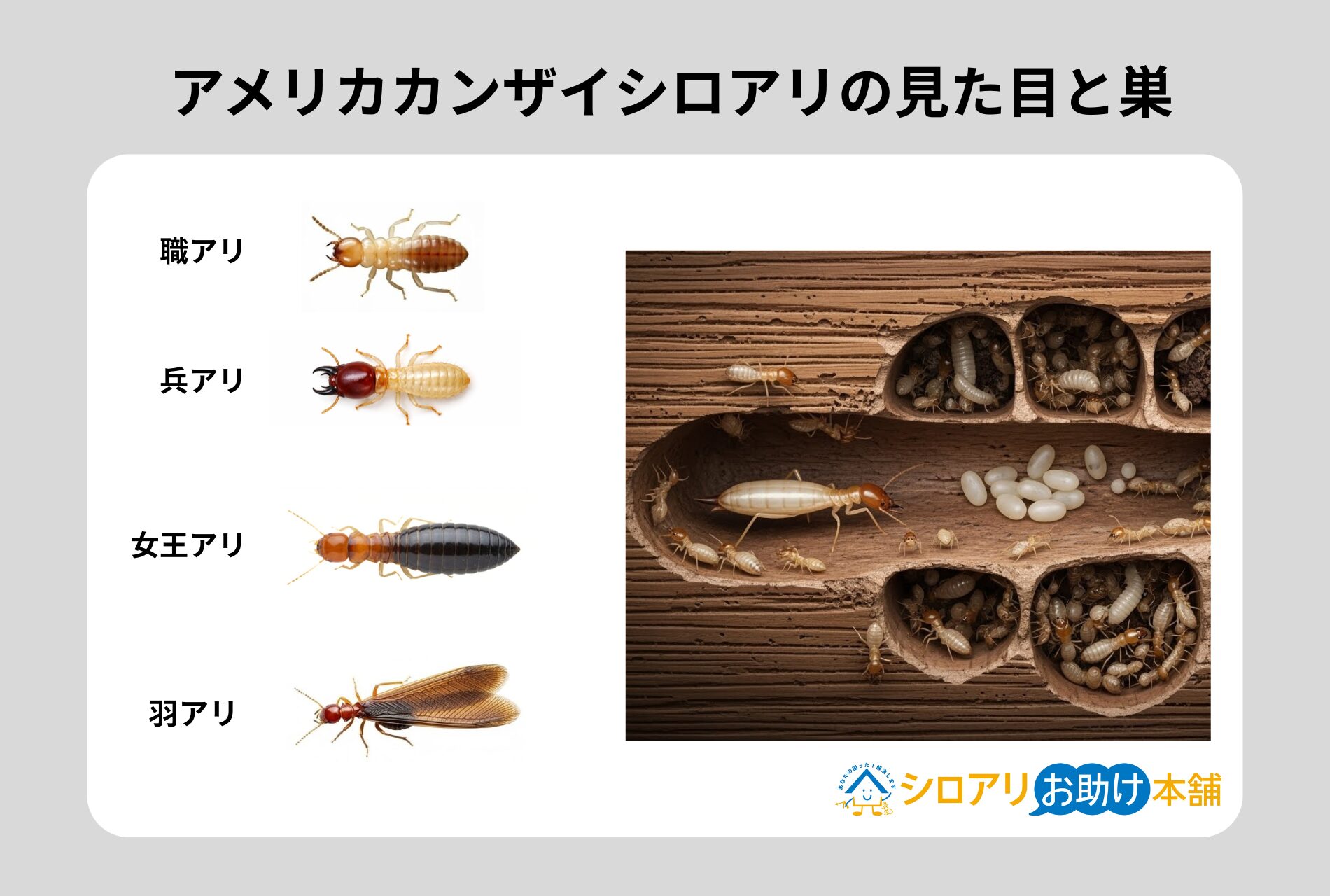 アメリカカンザイシロアリの見た目と巣