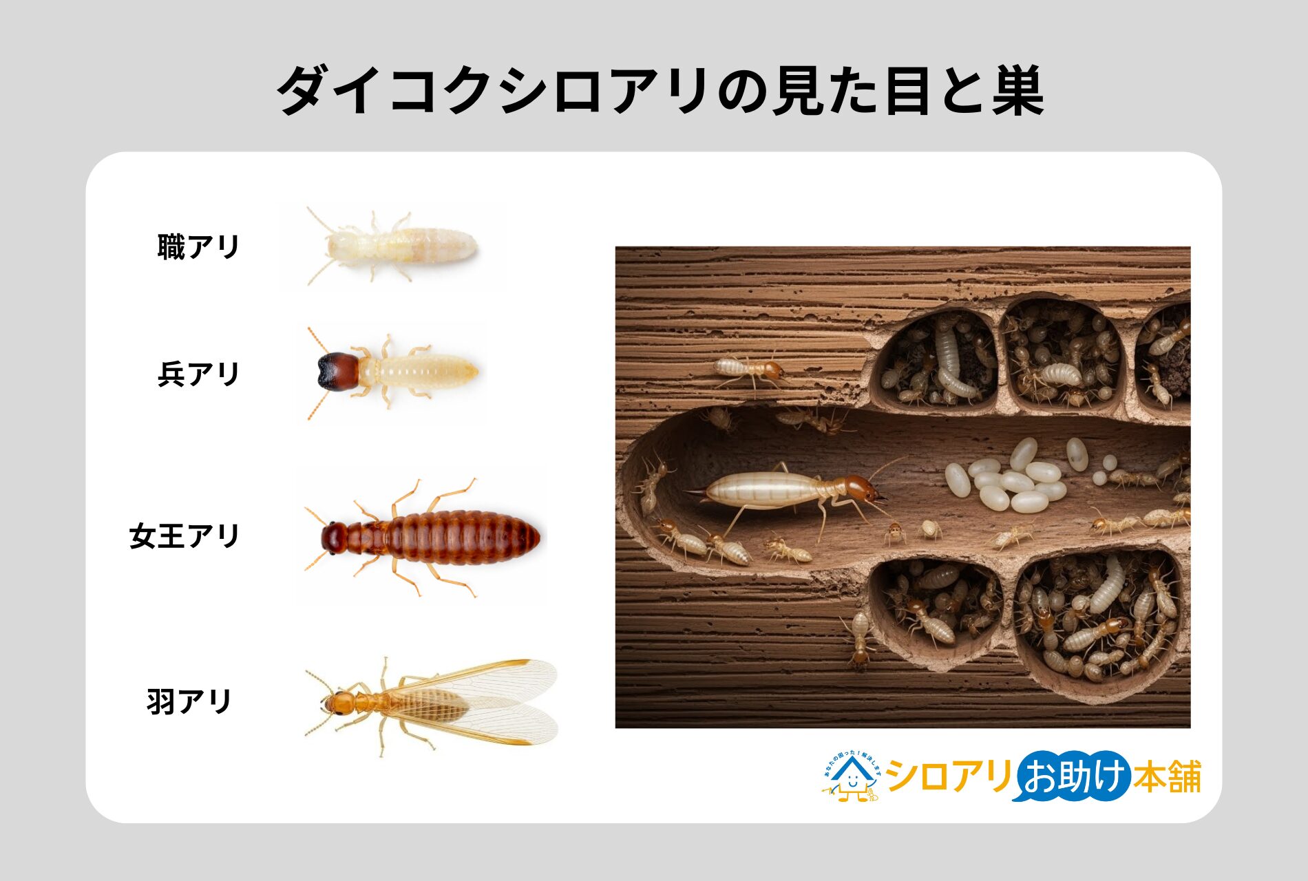 ダイコクシロアリの見た目と巣