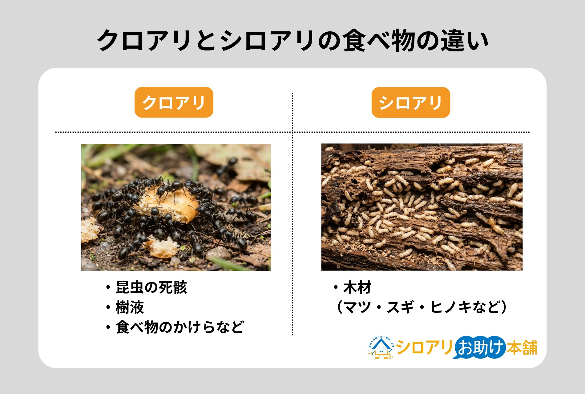 クロアリとシロアリの食べ物の違い