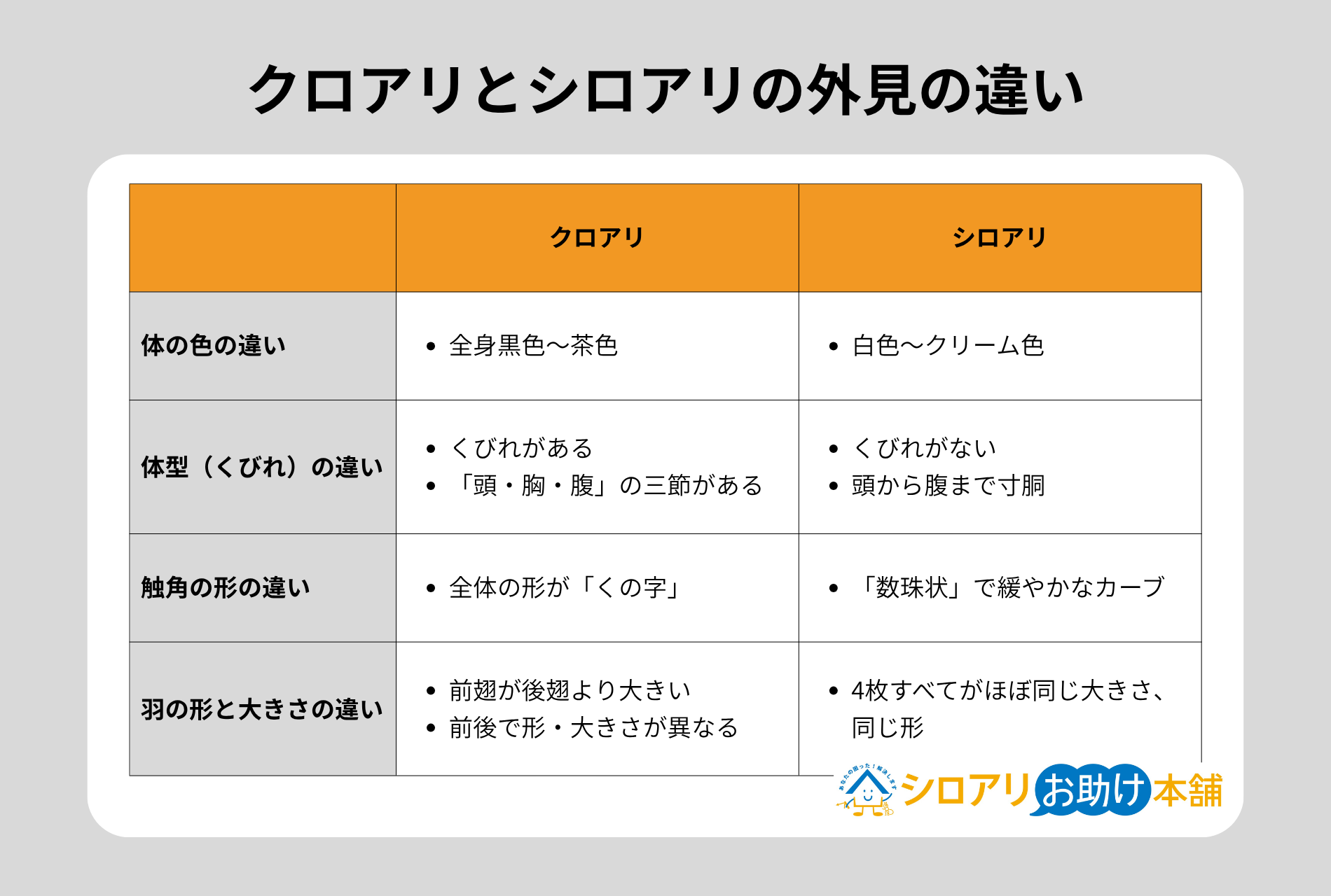 クロアリとシロアリの外見の違い