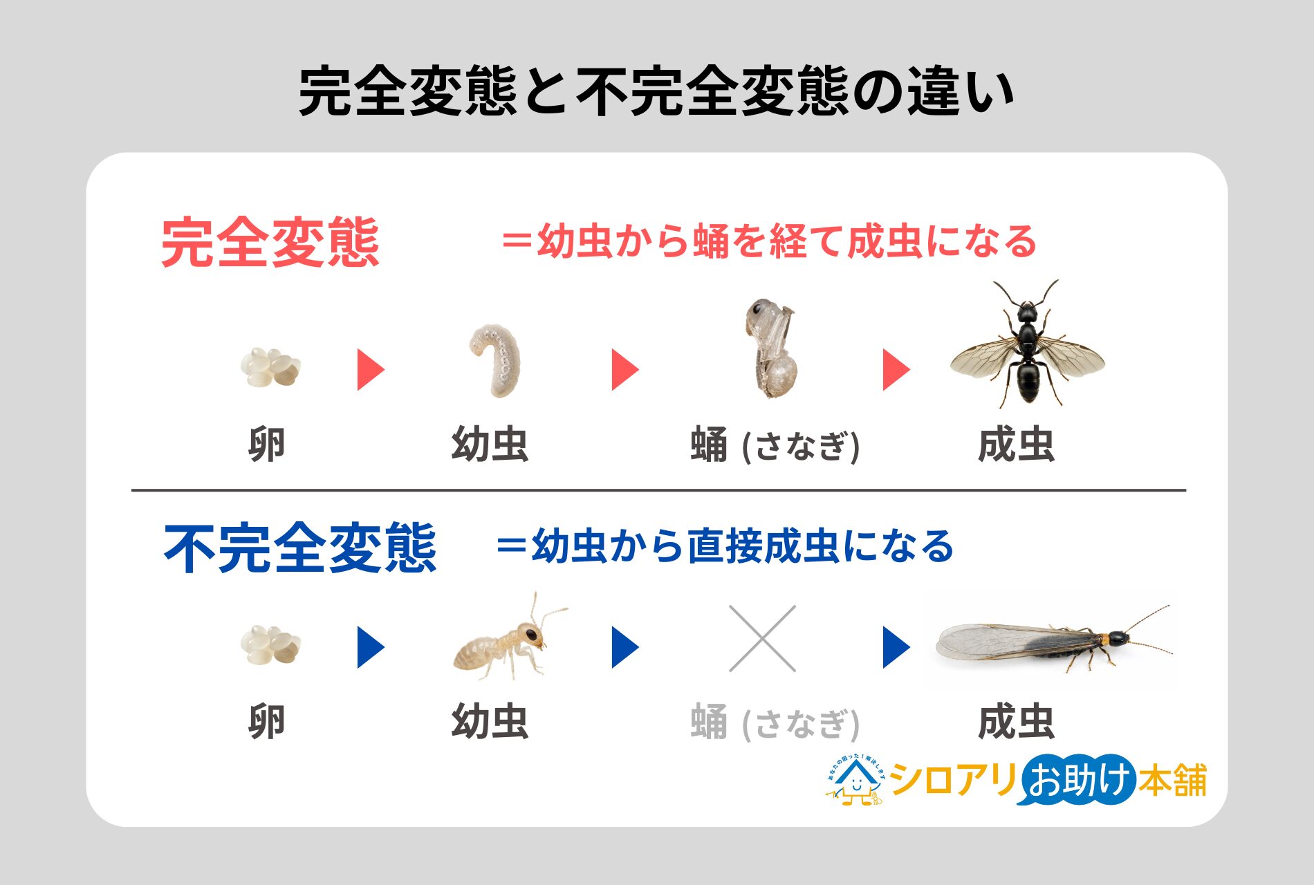 完全変態と不完全変態の違い（クロアリ）