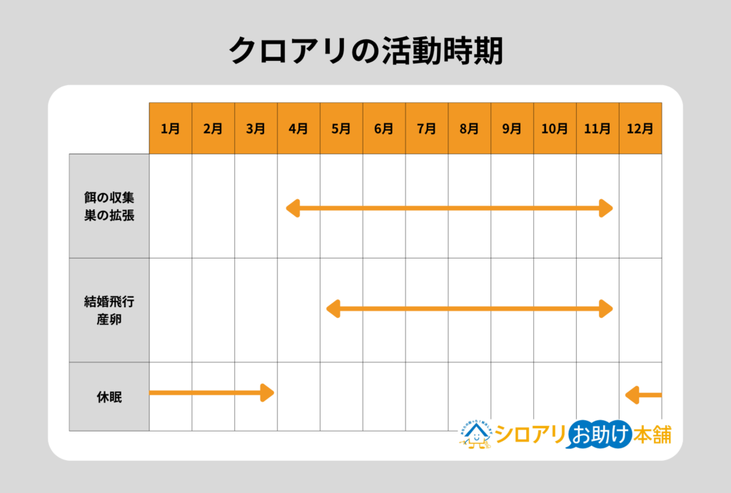 クロアリの活動時期