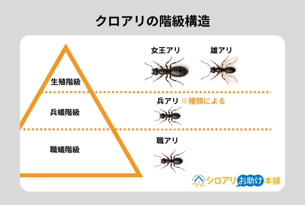 クロアリの階級構造