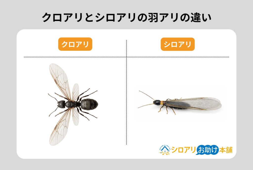 クロアリとシロアリの羽アリの違い