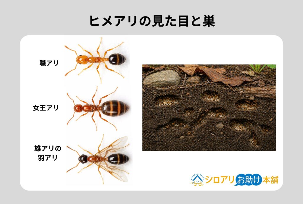 ヒメアリの見た目と巣