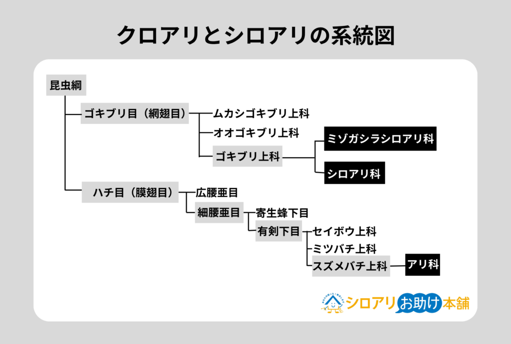 クロアリとシロアリの系統図