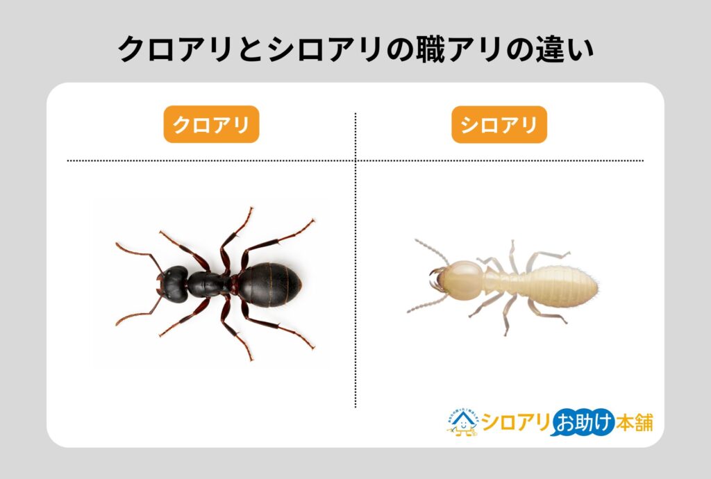 クロアリとシロアリの職アリの違い