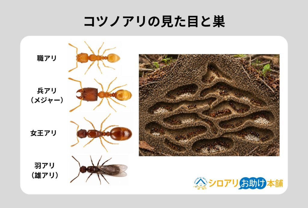 コツノアリの見た目と巣