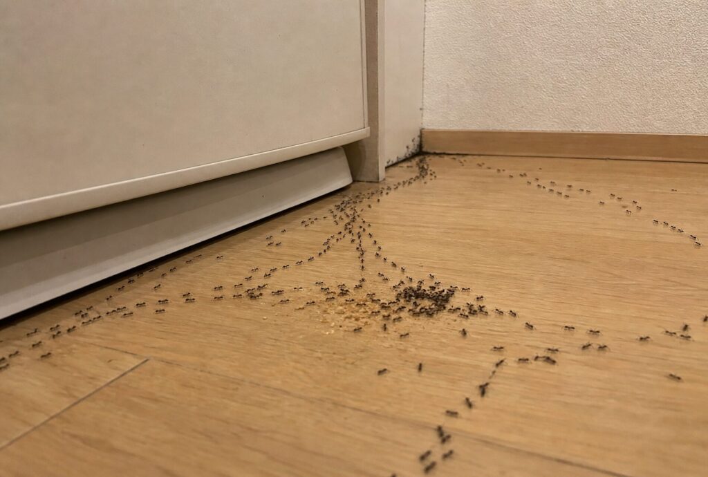 室内に大量発生したクロアリ