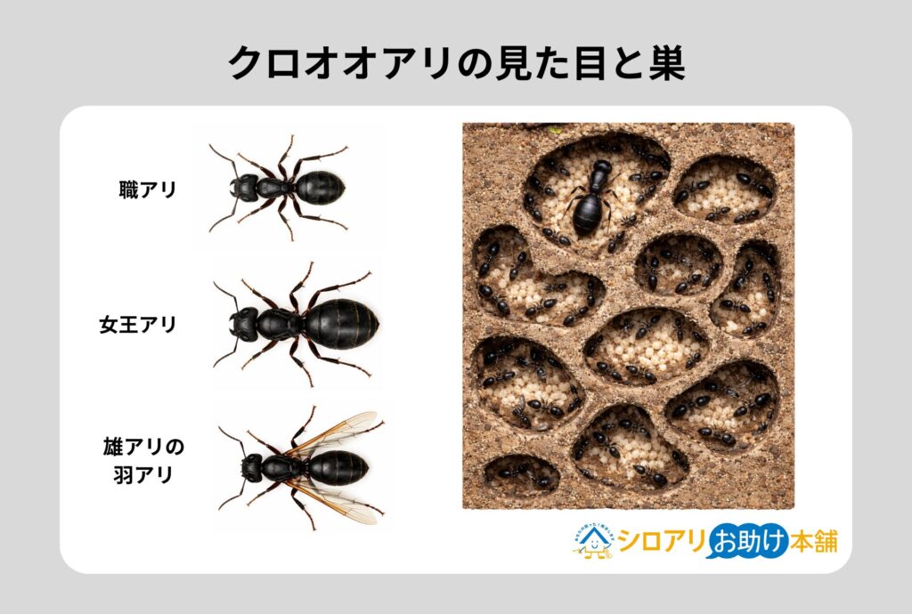 クロオオアリの見た目と巣