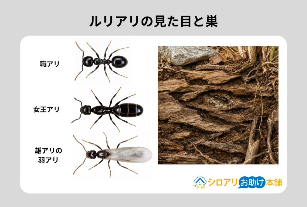 ルリアリの見た目と巣