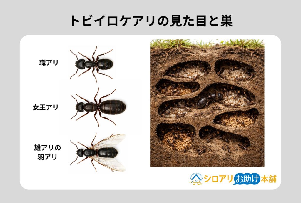 トビイロケアリの見た目と巣