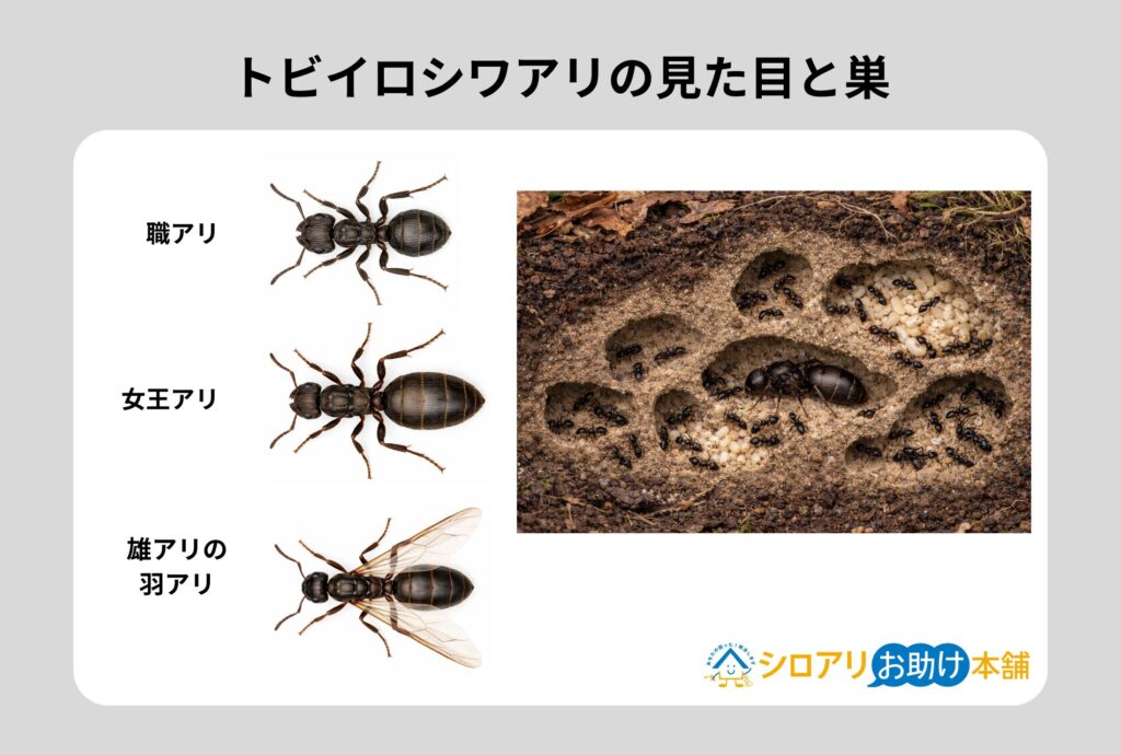 トビイロシワアリの見た目と巣