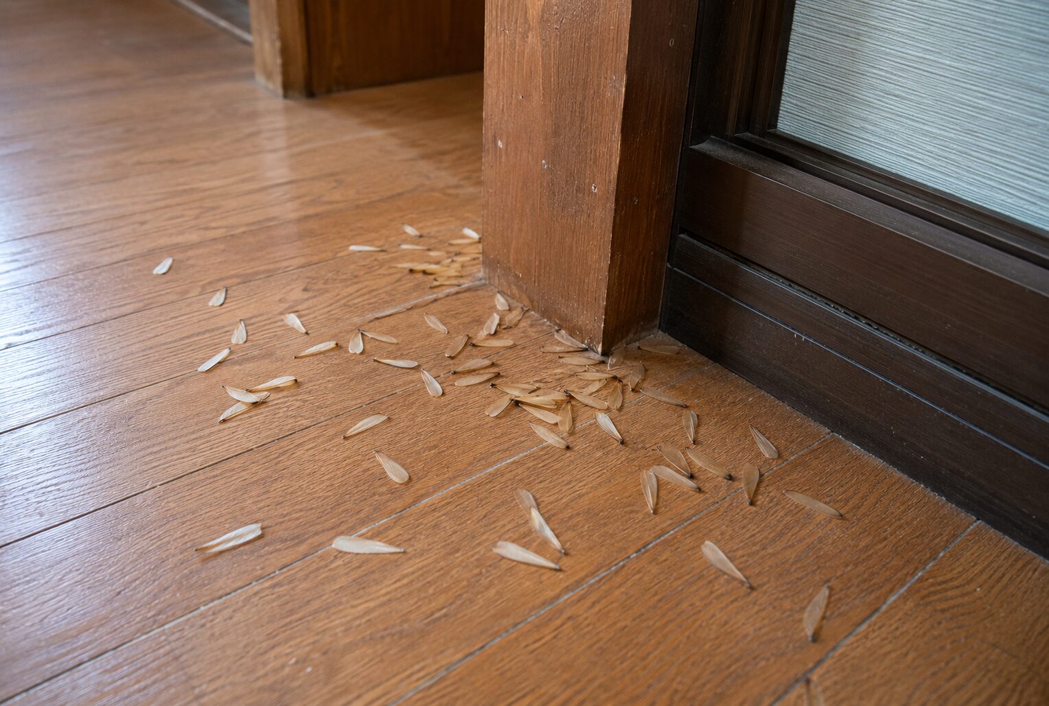 柱の周辺に落ちている羽