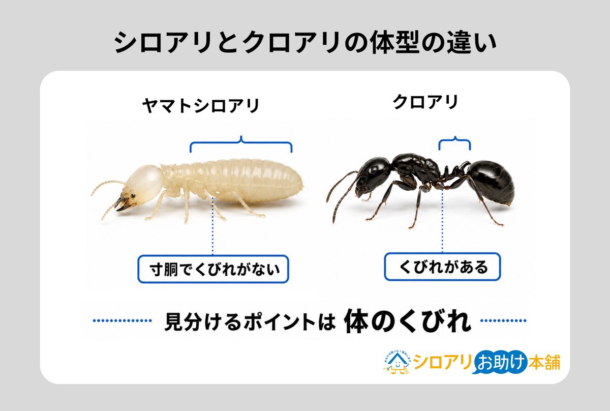 シロアリの体型は寸胴