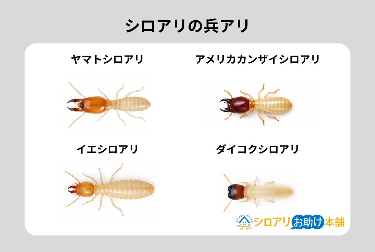 シロアリの兵アリ4種比較