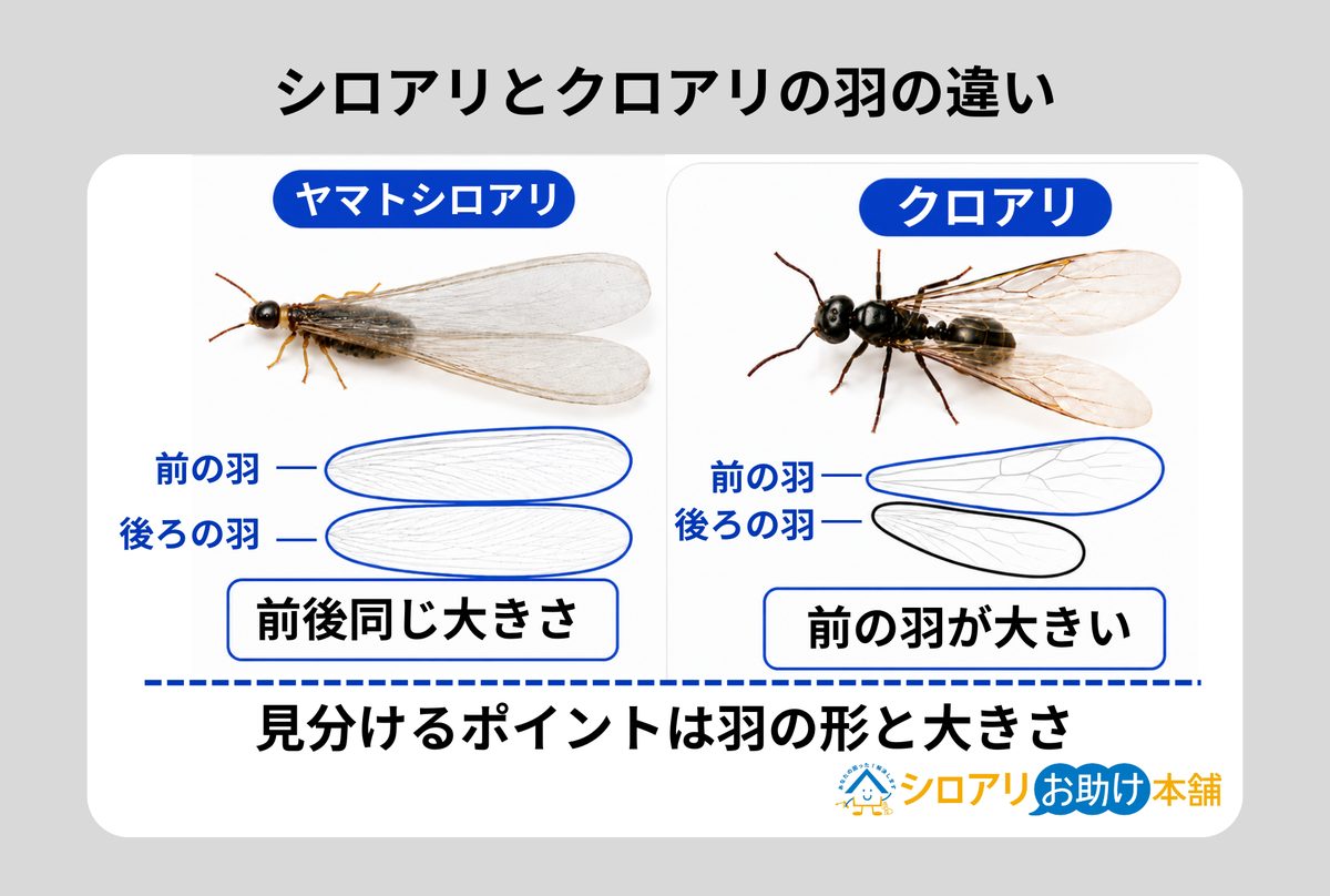 シロアリの羽は前後同じ大きさ