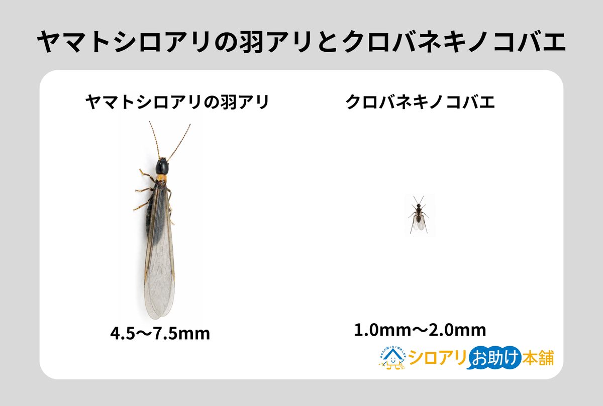 シロアリの羽アリとクロバネキノコバエ