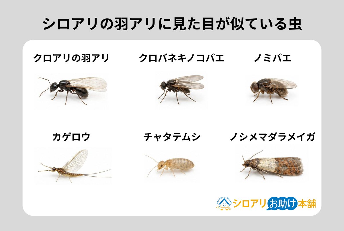 シロアリの羽アリに似た虫6種