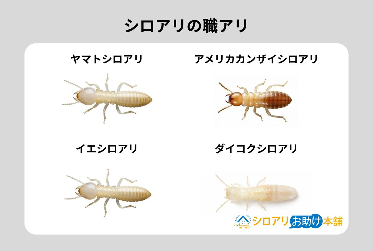 シロアリの職アリ4種比較