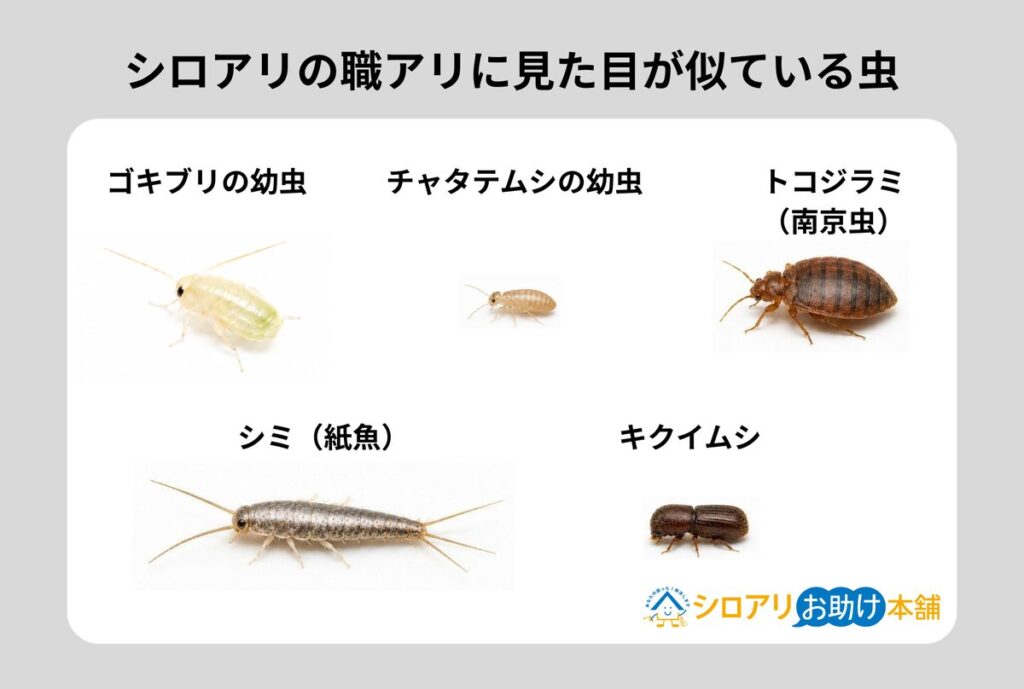 シロアリの職アリに似た虫5種