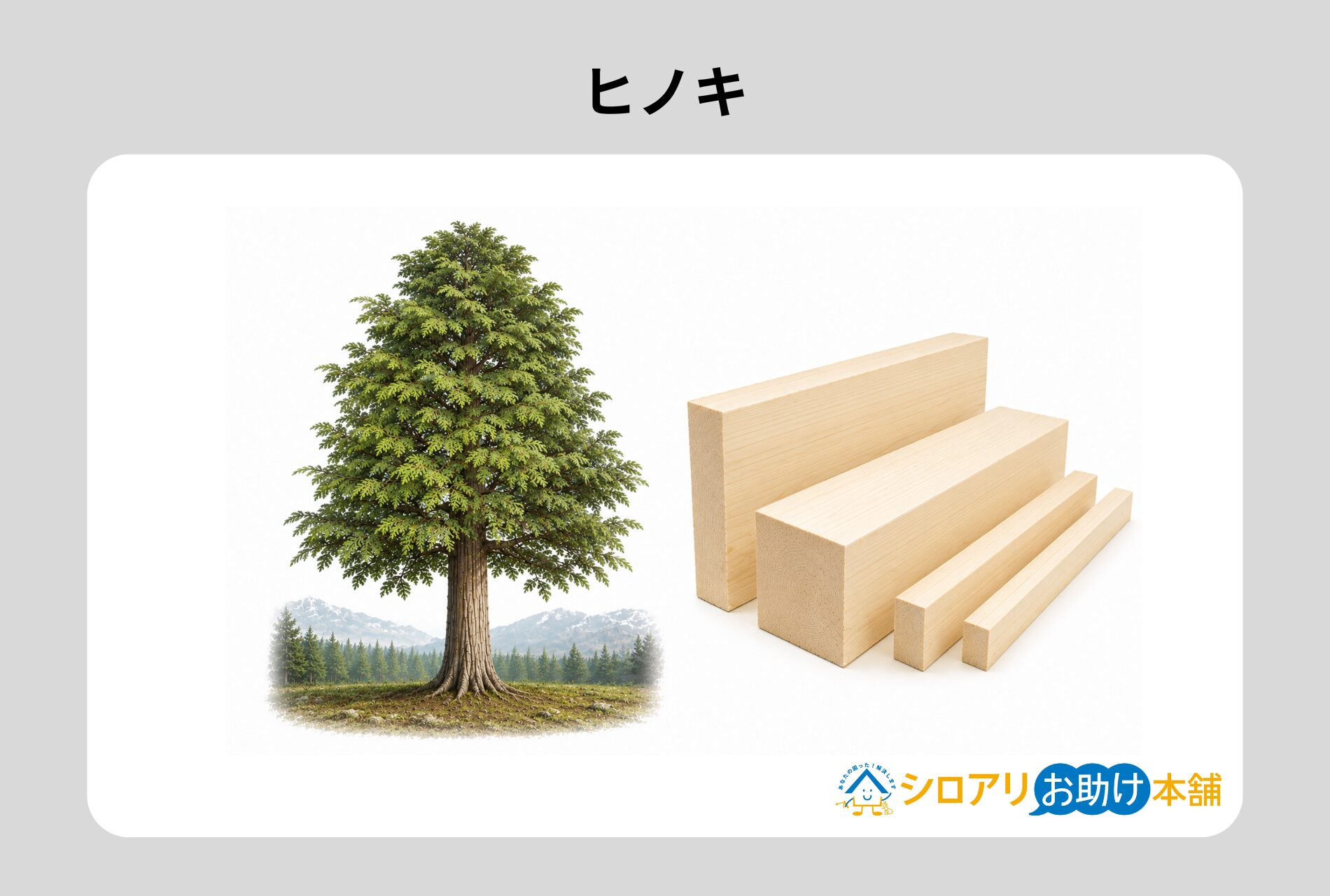 ヒノキ