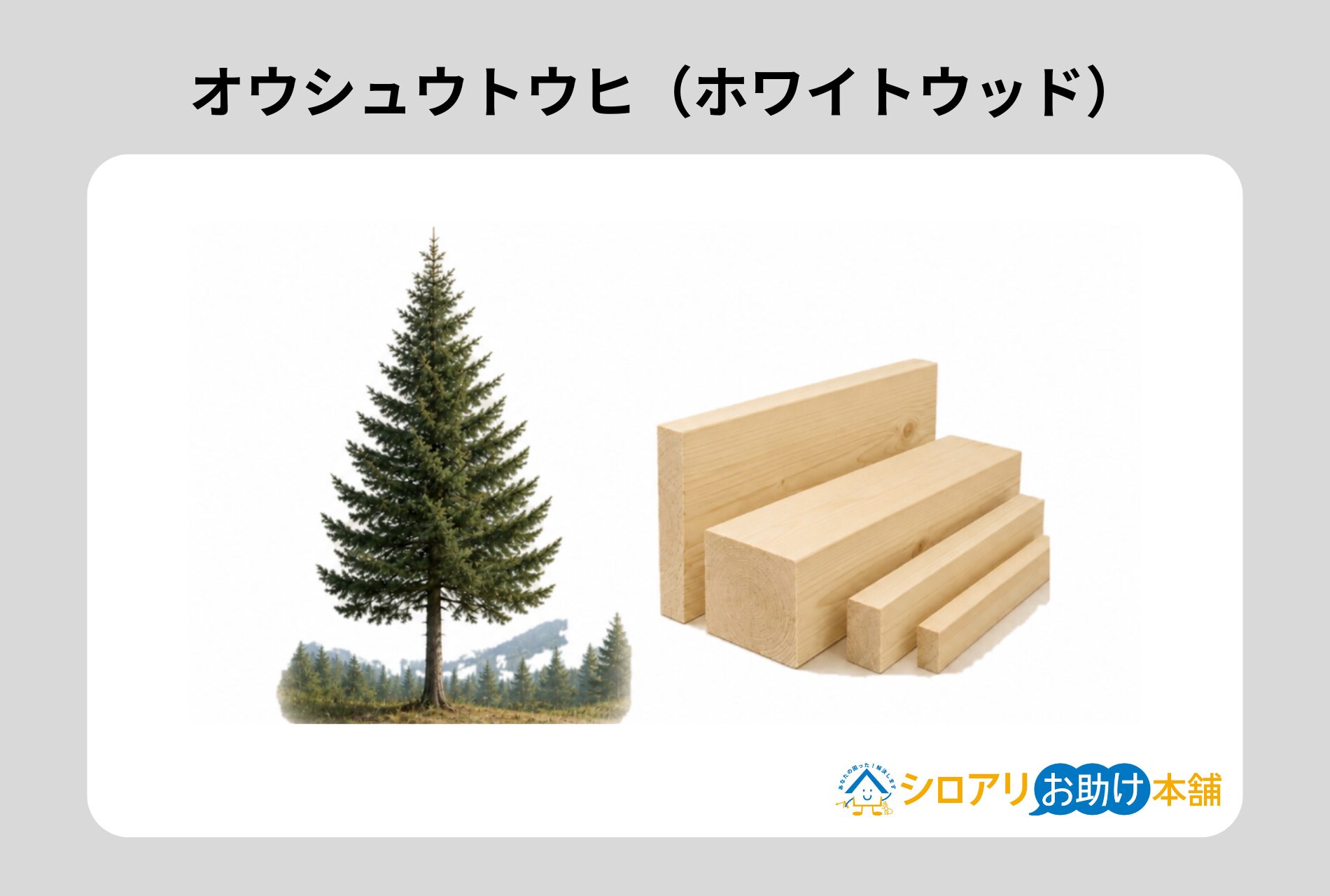 オウシュウトウヒ(ホワイトウッド)