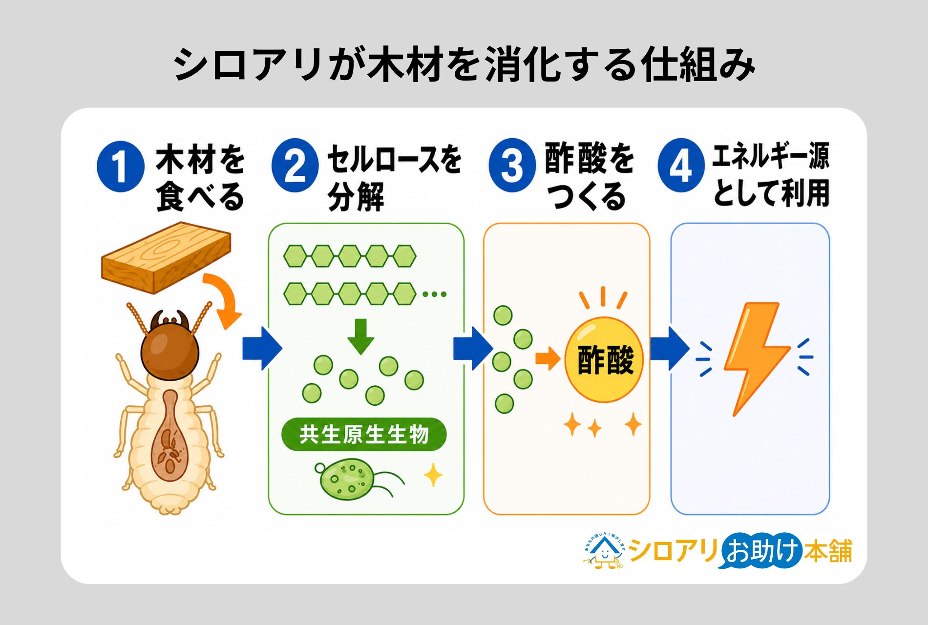 シロアリが木材を消化する仕組み