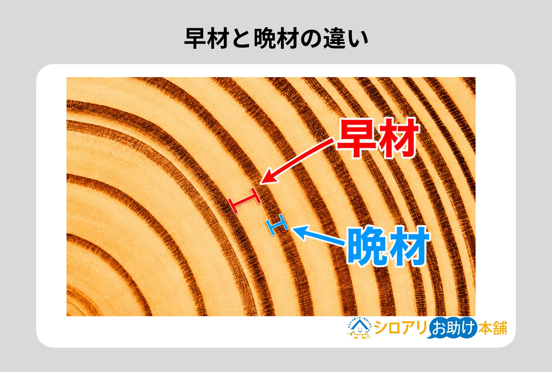 早材と晩材の違い