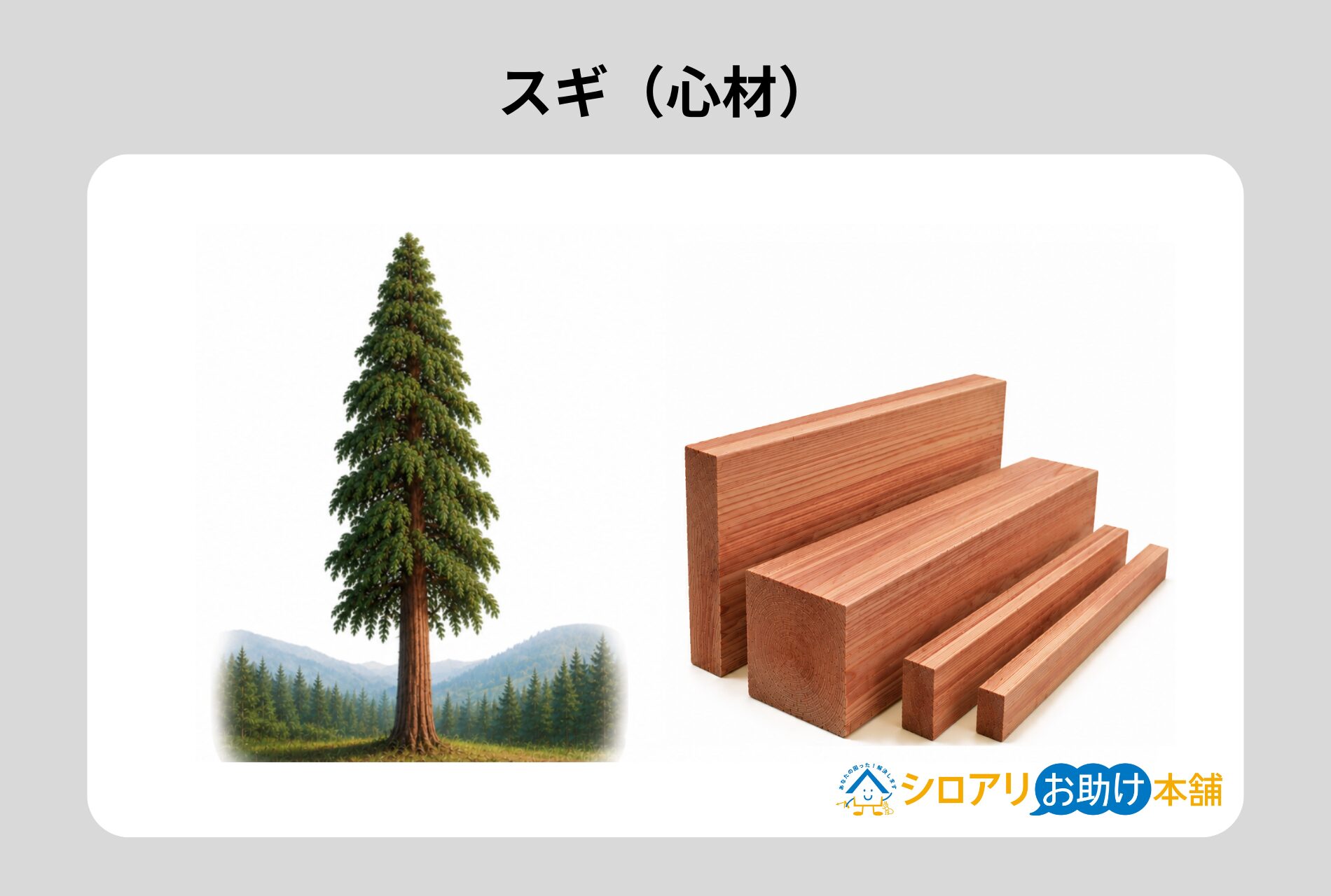 スギ(心材)