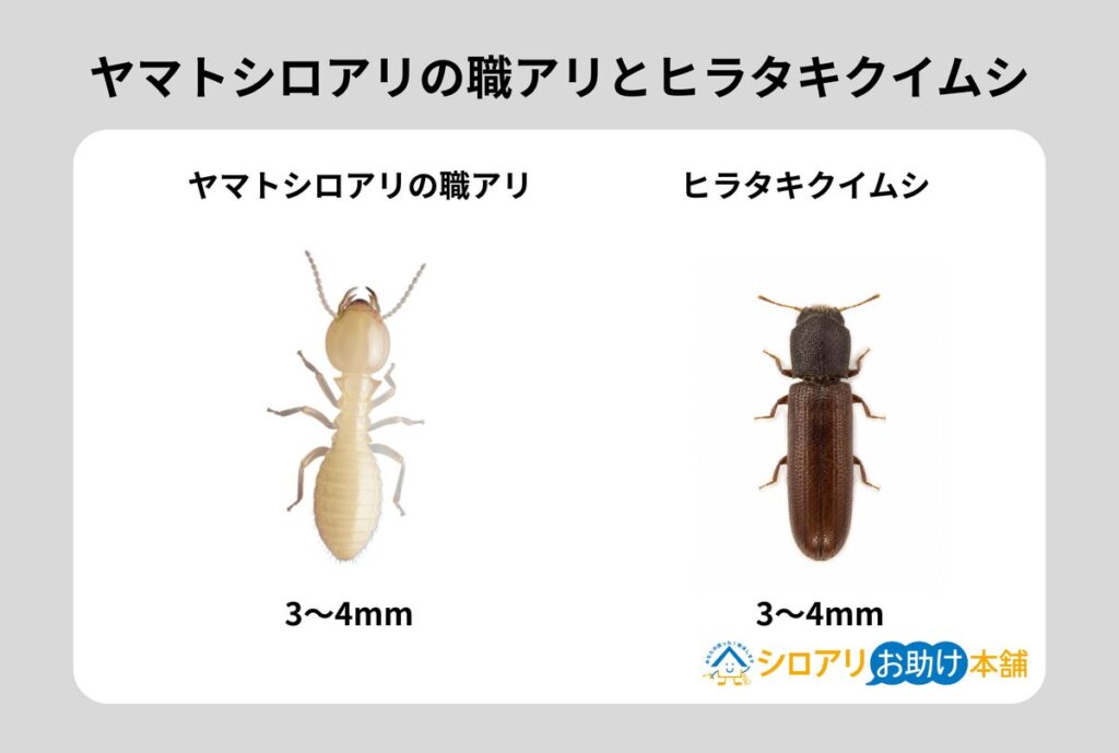 アメリカカンザイシロアリの職アリとキクイムシの比較
