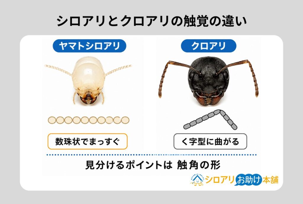 シロアリの触角(数珠状でまっすぐ伸びる)